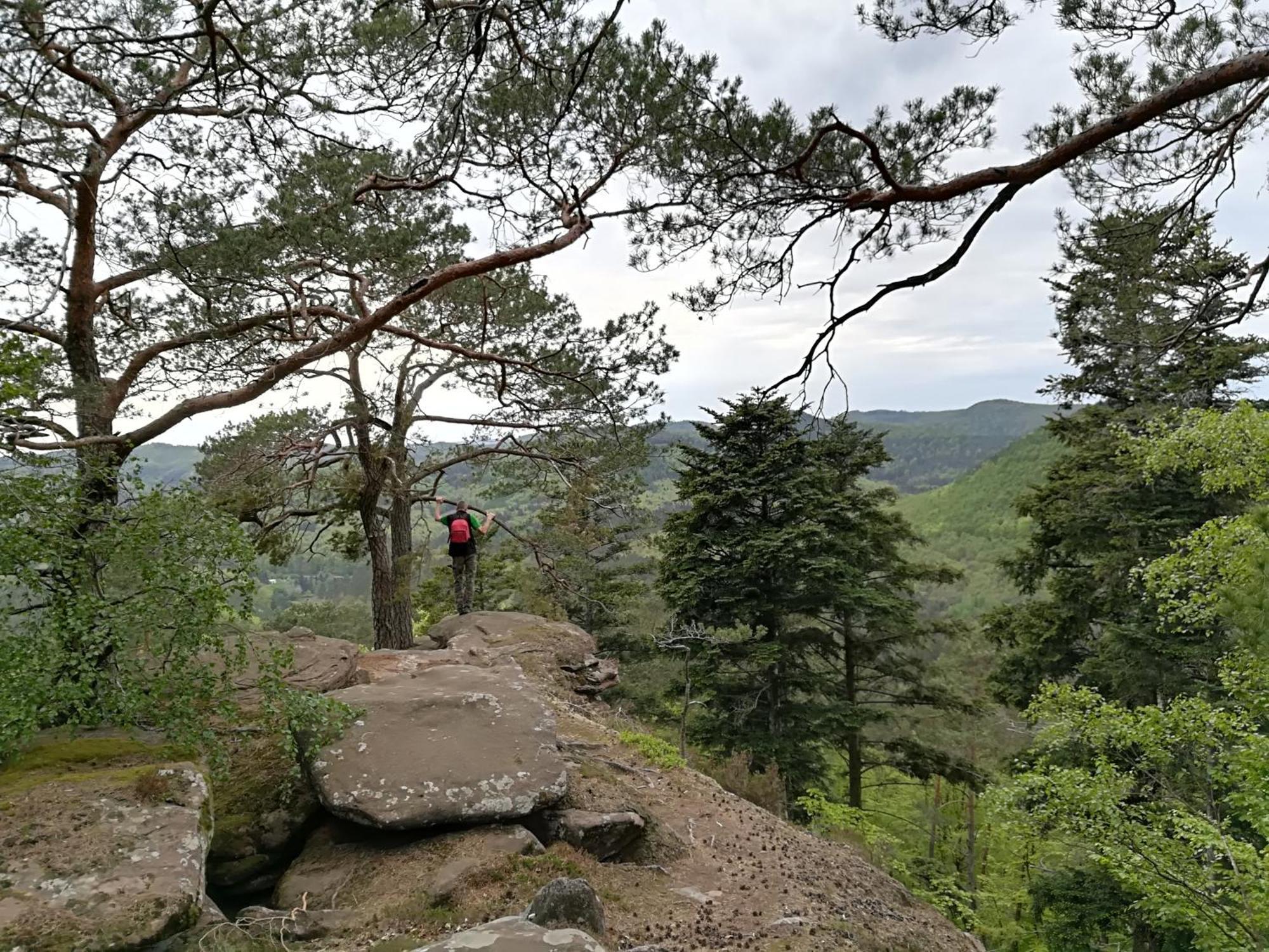 L'Ours Vert Baerenthal Buitenkant foto